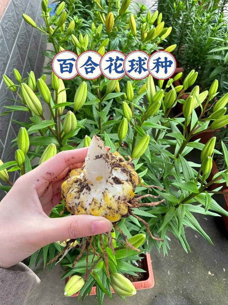 百合花珠芽怎么处理，百合花珠芽怎么处理才能吃