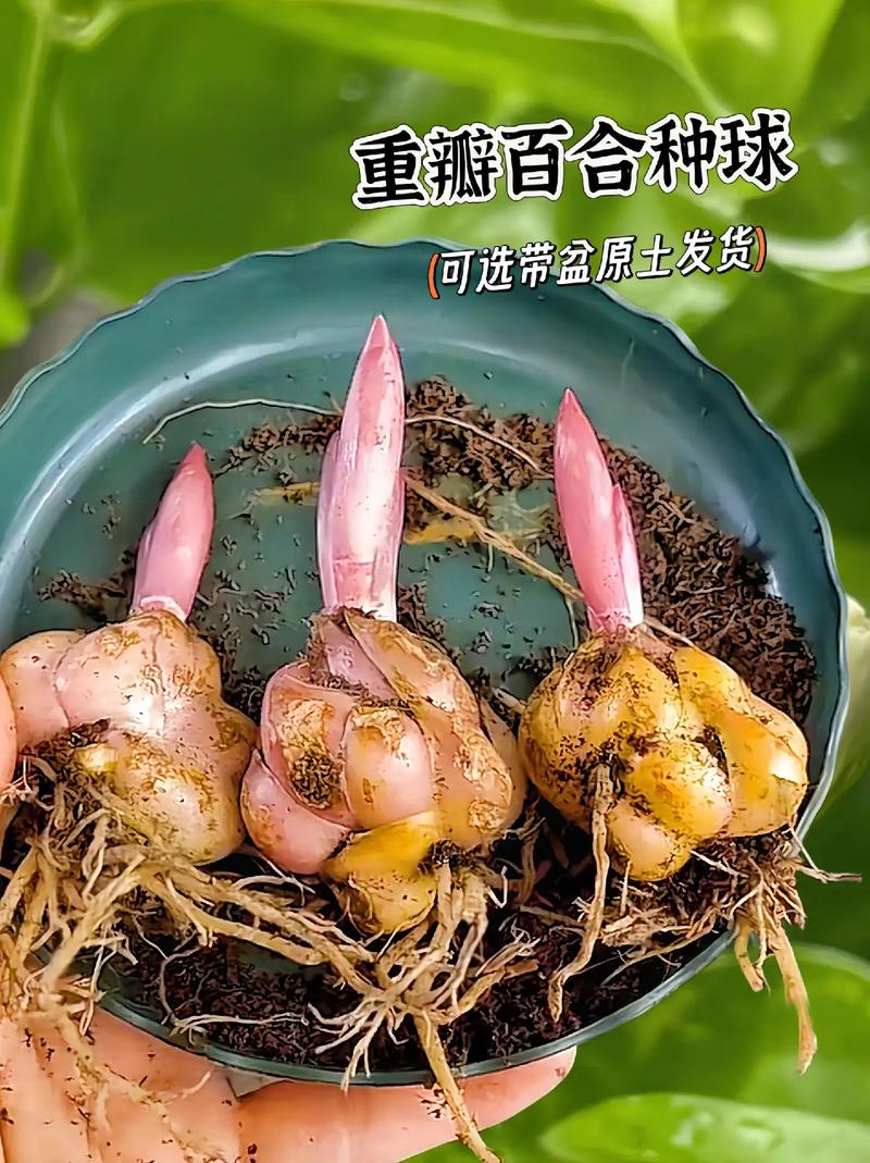 百合花珠芽怎么处理，百合花珠芽怎么处理才能吃-第2张图片-优品飞百科