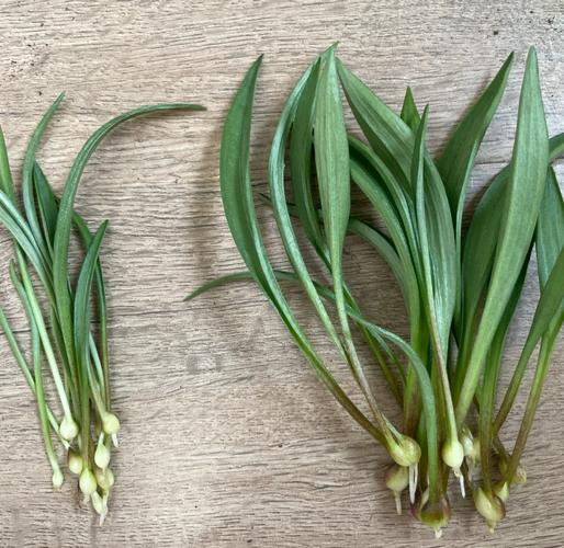 百合花珠芽怎么处理，百合花珠芽怎么处理才能吃-第3张图片-优品飞百科