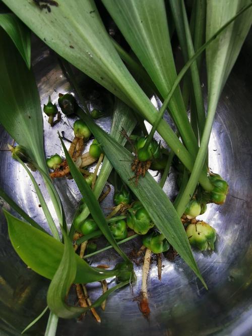 百合花珠芽怎么处理，百合花珠芽怎么处理才能吃-第4张图片-优品飞百科