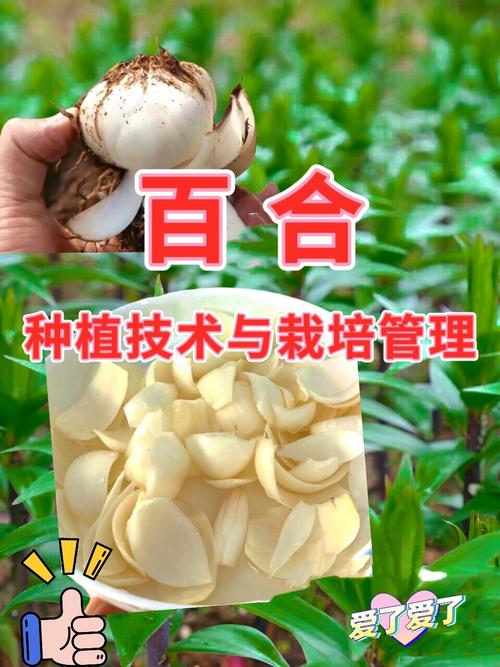 百合花珠芽怎么处理，百合花珠芽怎么处理才能吃-第5张图片-优品飞百科