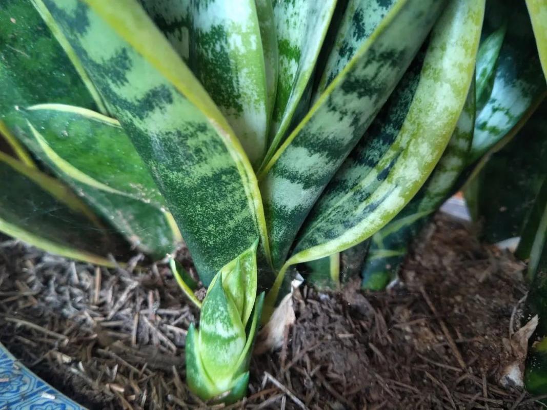 虎皮兰不长也不发新芽怎么办？虎皮兰不爱长了,怎么办？-第3张图片-优品飞百科