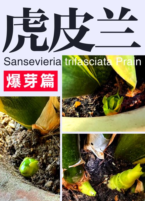 虎皮兰不长也不发新芽怎么办？虎皮兰不爱长了,怎么办？-第4张图片-优品飞百科