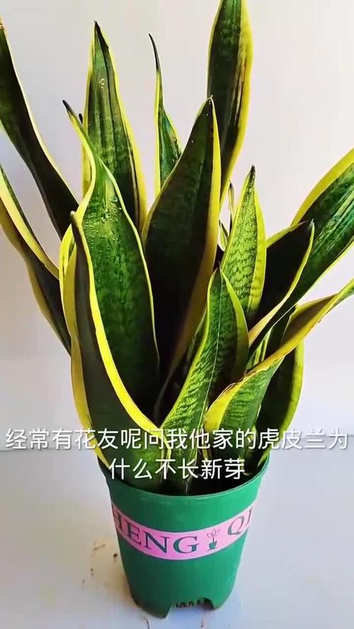 虎皮兰不长也不发新芽怎么办？虎皮兰不爱长了,怎么办？-第5张图片-优品飞百科