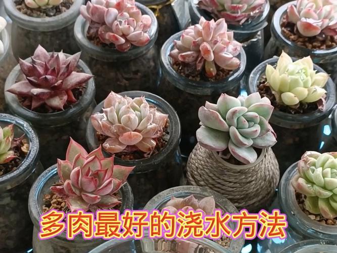 多肉老桩换盆？多肉老桩换盆后多久浇水？