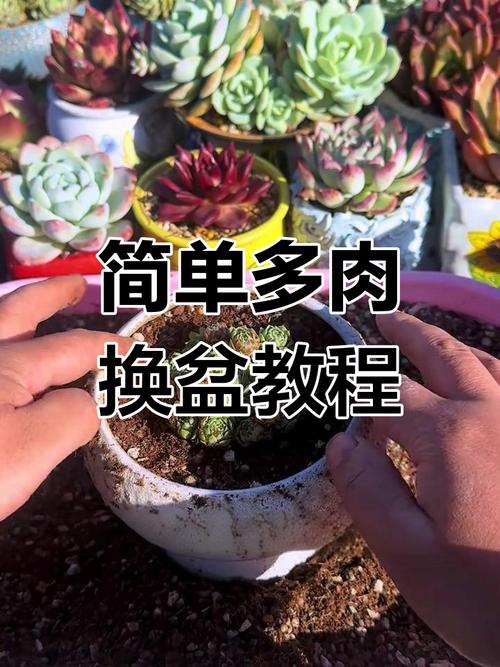 多肉老桩换盆？多肉老桩换盆后多久浇水？-第3张图片-优品飞百科