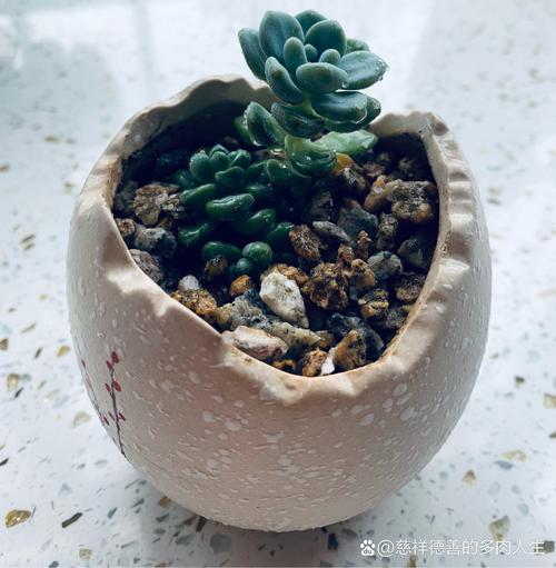 多肉老桩换盆？多肉老桩换盆后多久浇水？-第4张图片-优品飞百科