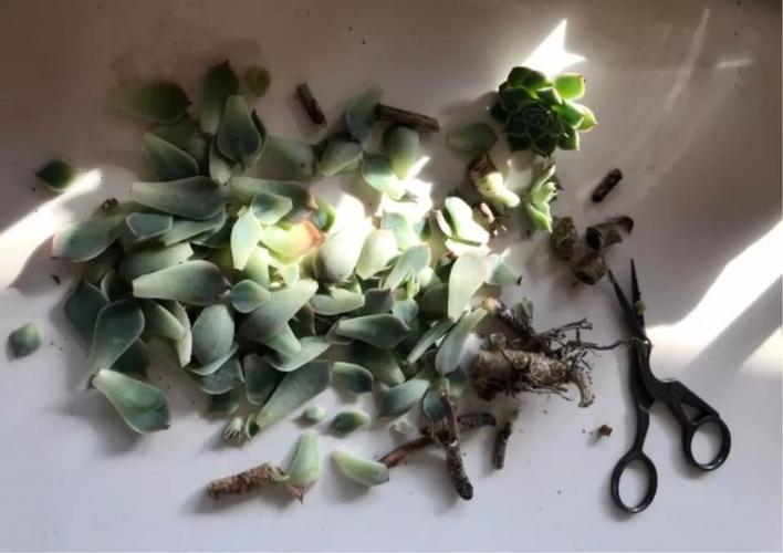 多肉老桩换盆？多肉老桩换盆后多久浇水？-第5张图片-优品飞百科