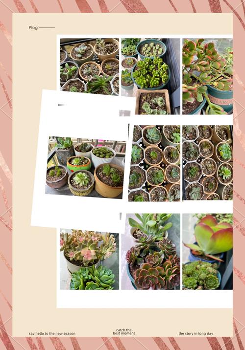 多肉老桩换盆？多肉老桩换盆后多久浇水？-第6张图片-优品飞百科