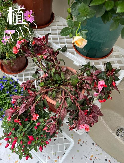 枯死盆景复活的方法，枯死盆景树适合放家里吗