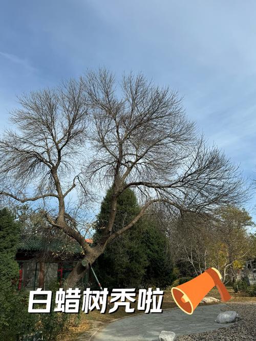 枯死盆景复活的方法，枯死盆景树适合放家里吗-第2张图片-优品飞百科