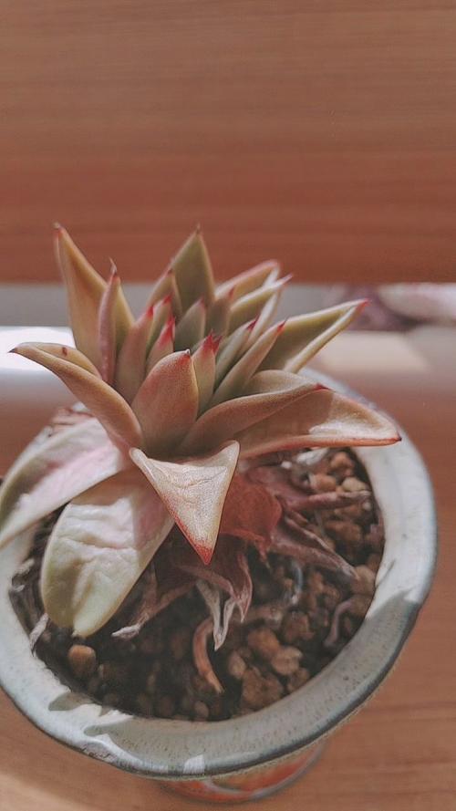 枯死盆景复活的方法，枯死盆景树适合放家里吗-第3张图片-优品飞百科