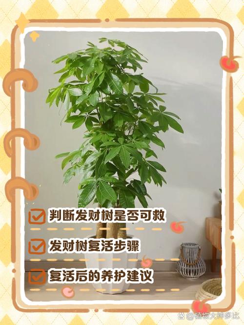 枯死盆景复活的方法，枯死盆景树适合放家里吗-第4张图片-优品飞百科