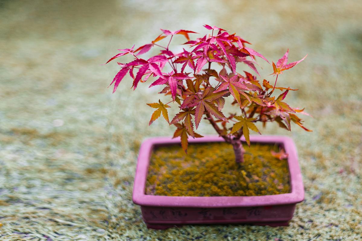 枯死盆景复活的方法，枯死盆景树适合放家里吗-第6张图片-优品飞百科