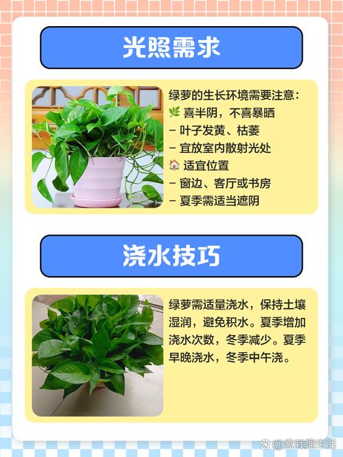 绿萝什么时候浇水好,绿萝什么时候浇水最合适-第2张图片-优品飞百科 绿萝什么时候浇水好,绿萝什么时候浇水最合适-第2张图片-优品飞百科