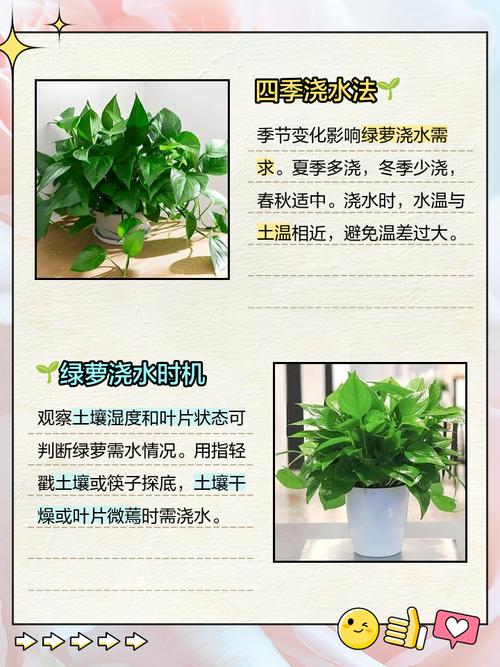 绿萝什么时候浇水好,绿萝什么时候浇水最合适-第3张图片-优品飞百科 绿萝什么时候浇水好,绿萝什么时候浇水最合适-第3张图片-优品飞百科