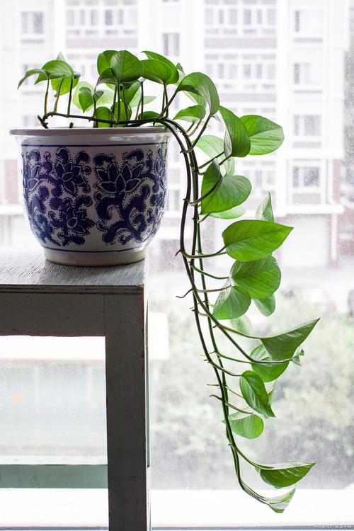 绿萝什么时候浇水好,绿萝什么时候浇水最合适-第4张图片-优品飞百科 绿萝什么时候浇水好,绿萝什么时候浇水最合适-第4张图片-优品飞百科