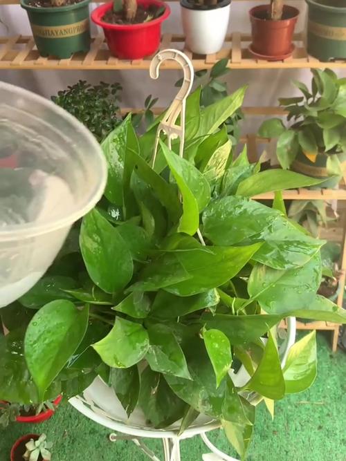 绿萝什么时候浇水好,绿萝什么时候浇水最合适-第5张图片-优品飞百科 绿萝什么时候浇水好,绿萝什么时候浇水最合适-第5张图片-优品飞百科