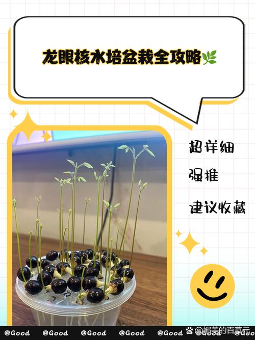 龙眼树怎么种盆栽，龙眼树怎么种植出苗