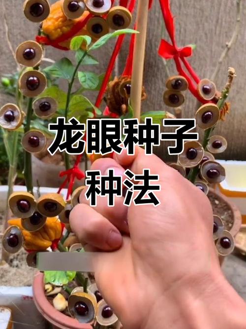 龙眼树怎么种盆栽,龙眼树怎么种植出苗-第3张图片-优品飞百科 龙眼树怎么种盆栽,龙眼树怎么种植出苗-第3张图片-优品飞百科