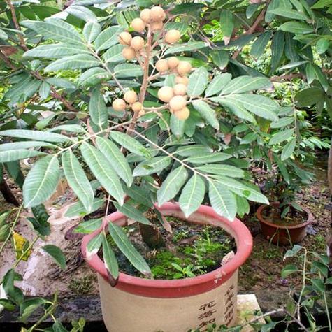 龙眼树怎么种盆栽,龙眼树怎么种植出苗-第4张图片-优品飞百科 龙眼树怎么种盆栽,龙眼树怎么种植出苗-第4张图片-优品飞百科