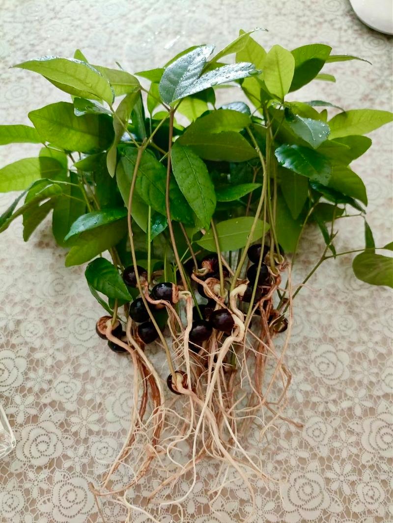 龙眼树怎么种盆栽,龙眼树怎么种植出苗-第5张图片-优品飞百科 龙眼树怎么种盆栽,龙眼树怎么种植出苗-第5张图片-优品飞百科