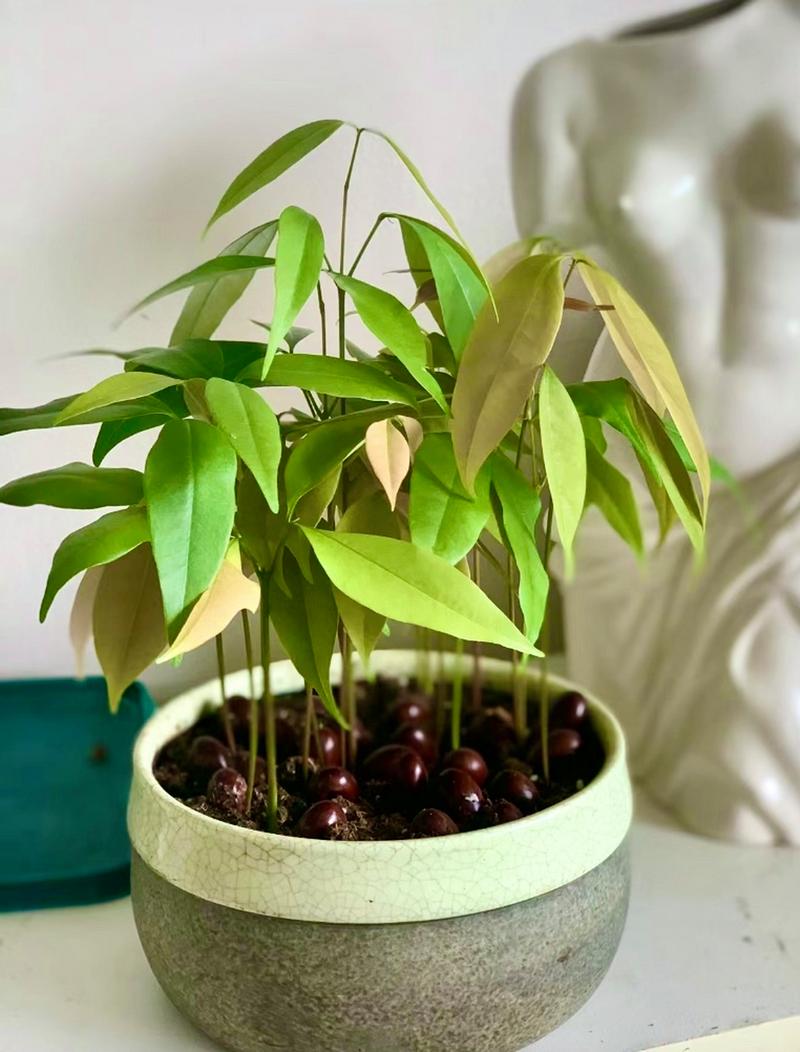 龙眼树怎么种盆栽,龙眼树怎么种植出苗-第6张图片-优品飞百科 龙眼树怎么种盆栽,龙眼树怎么种植出苗-第6张图片-优品飞百科