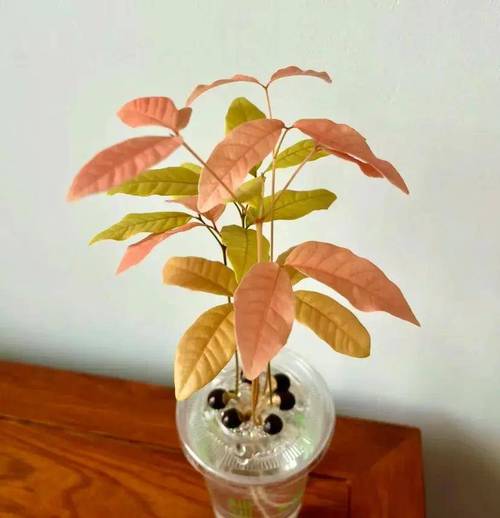 龙眼树怎么种盆栽,龙眼树怎么种植出苗-第7张图片-优品飞百科 龙眼树怎么种盆栽,龙眼树怎么种植出苗-第7张图片-优品飞百科