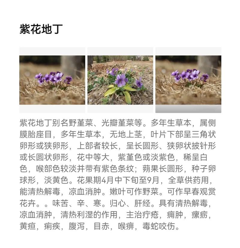 紫花地丁的养殖方法及注意事项，紫花地丁怎么养比较好