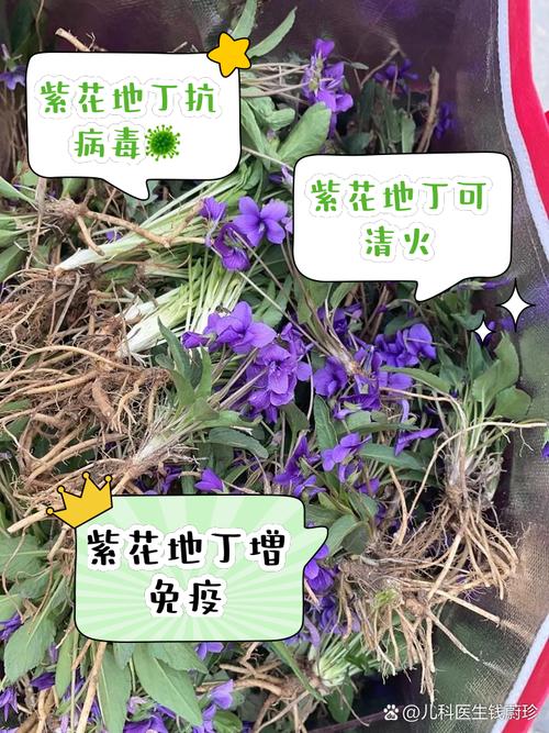 紫花地丁的养殖方法及注意事项,紫花地丁怎么养比较好-第2张图片-优品飞百科 紫花地丁的养殖方法及注意事项,紫花地丁怎么养比较好-第2张图片-优品飞百科