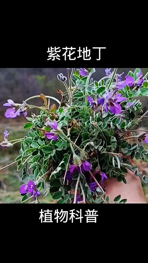 紫花地丁的养殖方法及注意事项,紫花地丁怎么养比较好-第3张图片-优品飞百科 紫花地丁的养殖方法及注意事项,紫花地丁怎么养比较好-第3张图片-优品飞百科