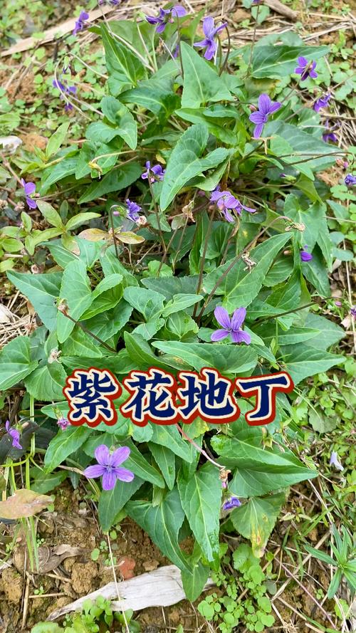 紫花地丁的养殖方法及注意事项,紫花地丁怎么养比较好-第4张图片-优品飞百科 紫花地丁的养殖方法及注意事项,紫花地丁怎么养比较好-第4张图片-优品飞百科