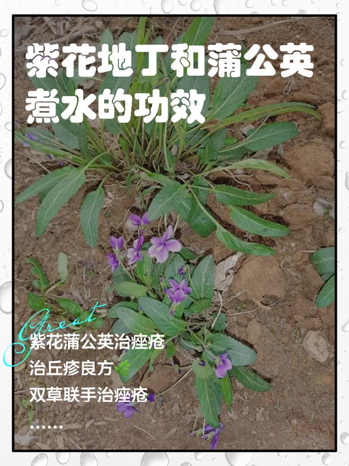 紫花地丁的养殖方法及注意事项,紫花地丁怎么养比较好-第5张图片-优品飞百科 紫花地丁的养殖方法及注意事项,紫花地丁怎么养比较好-第5张图片-优品飞百科