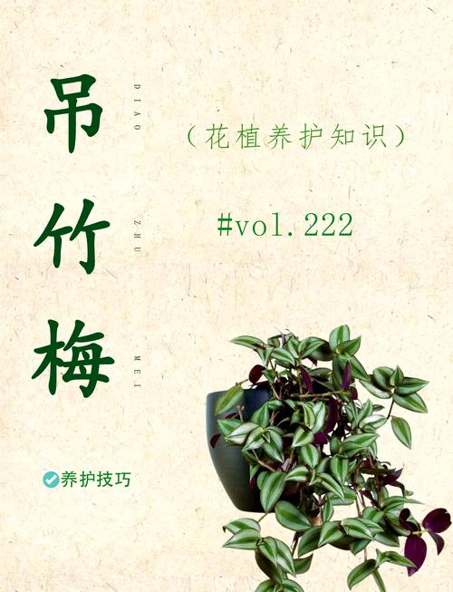 盆栽紫竹梅怎么养，盆栽紫竹梅怎么养才能更旺盛-第3张图片-优品飞百科