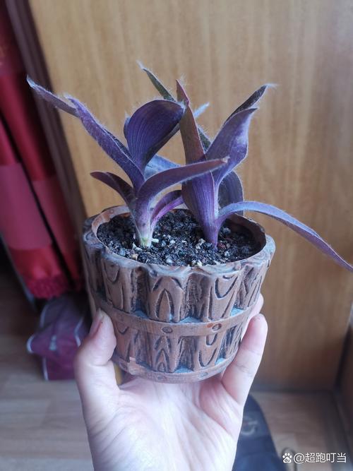 盆栽紫竹梅怎么养，盆栽紫竹梅怎么养才能更旺盛-第4张图片-优品飞百科