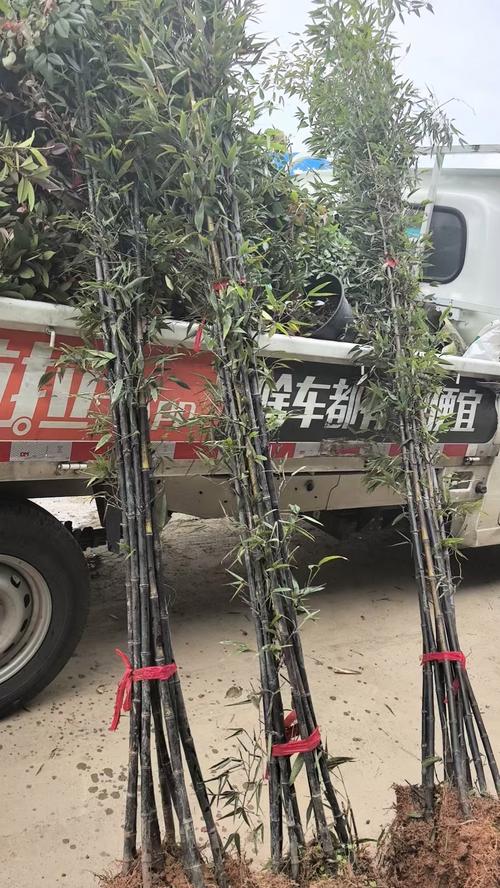 盆栽紫竹梅怎么养，盆栽紫竹梅怎么养才能更旺盛-第5张图片-优品飞百科