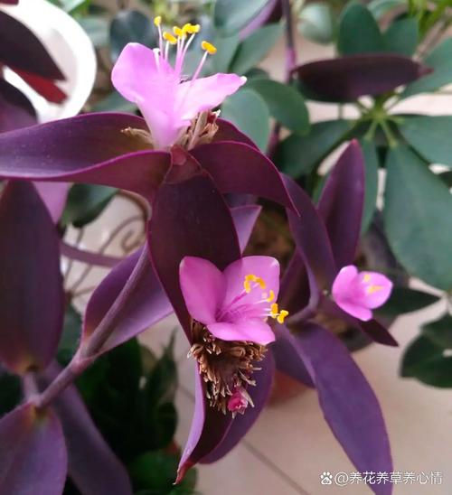 盆栽紫竹梅怎么养，盆栽紫竹梅怎么养才能更旺盛-第6张图片-优品飞百科