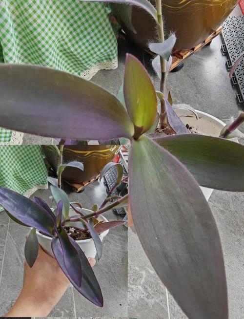 盆栽紫竹梅怎么养，盆栽紫竹梅怎么养才能更旺盛-第7张图片-优品飞百科