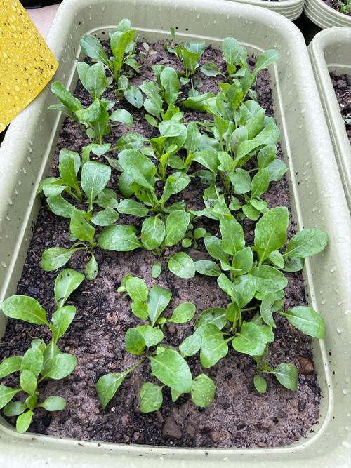 板蓝根怎么种植，板蓝根怎么种植视频？