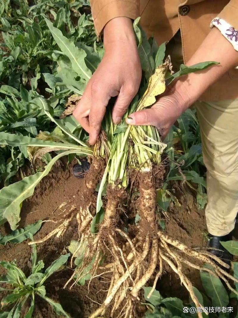 板蓝根怎么种植，板蓝根怎么种植视频？-第2张图片-优品飞百科