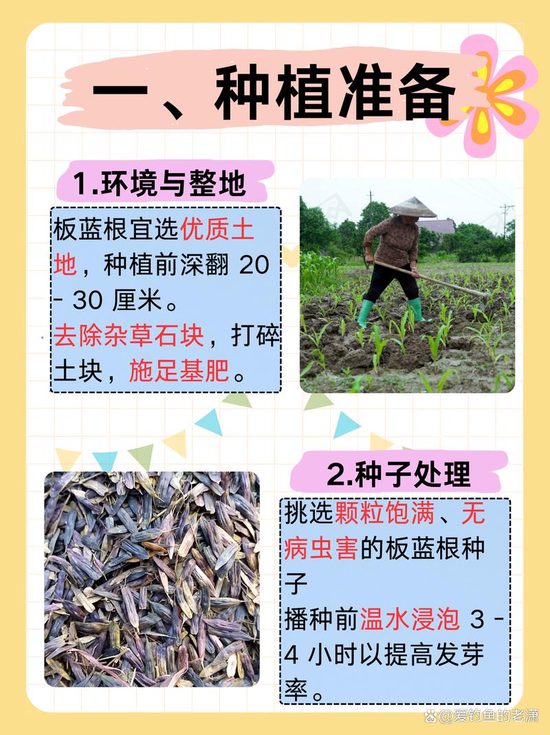 板蓝根怎么种植，板蓝根怎么种植视频？-第3张图片-优品飞百科