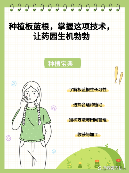 板蓝根怎么种植，板蓝根怎么种植视频？-第4张图片-优品飞百科