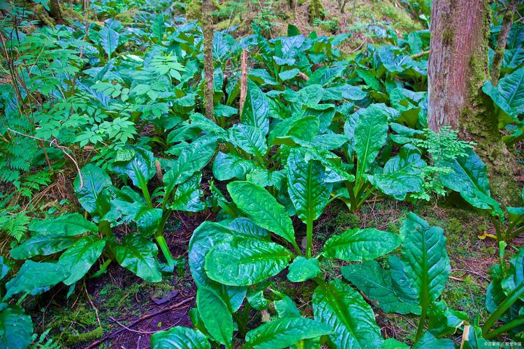 板蓝根怎么种植，板蓝根怎么种植视频？-第5张图片-优品飞百科