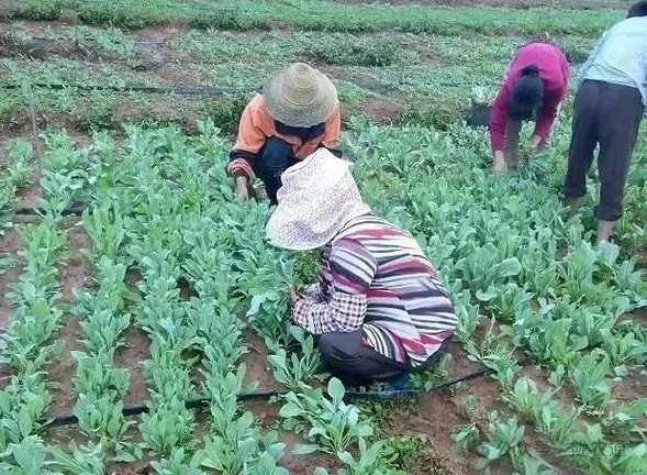 板蓝根怎么种植，板蓝根怎么种植视频？-第6张图片-优品飞百科