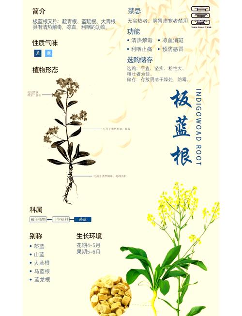 板蓝根怎么种植，板蓝根怎么种植视频？-第7张图片-优品飞百科