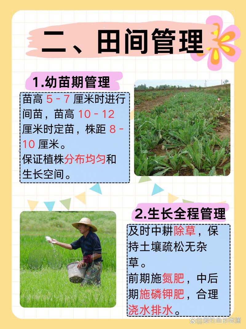 板蓝根怎么种植，板蓝根怎么种植视频？-第8张图片-优品飞百科