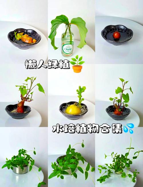 银叶菊怎么水养，银叶菊怎么食用？