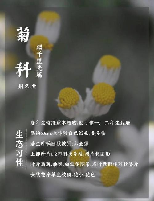 银叶菊怎么水养，银叶菊怎么食用？-第3张图片-优品飞百科