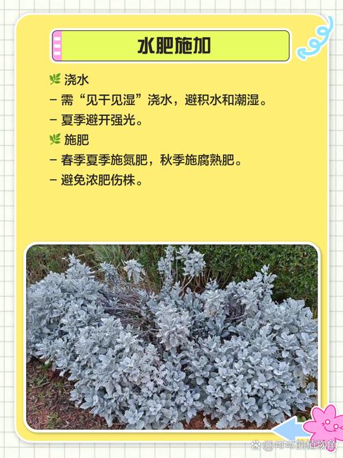 银叶菊怎么水养，银叶菊怎么食用？-第4张图片-优品飞百科