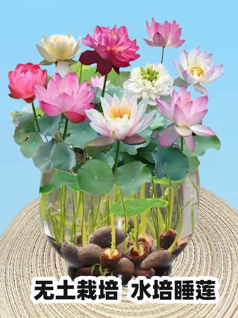 银叶菊怎么水养，银叶菊怎么食用？-第5张图片-优品飞百科